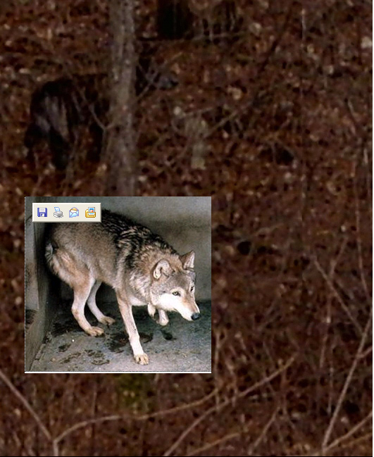 ÷ºÎ »çÁø